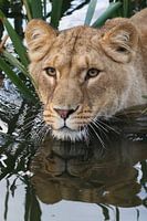 On the hunt...