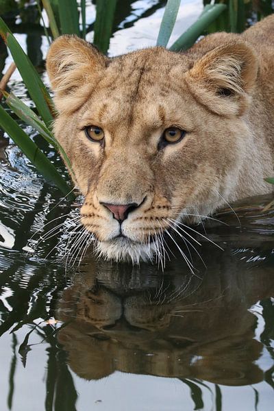 On the hunt... by RT Photography
