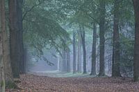 Mistig bos