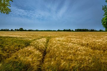 Beek - Montferland - Grainfield by Frank Smit Fotografie