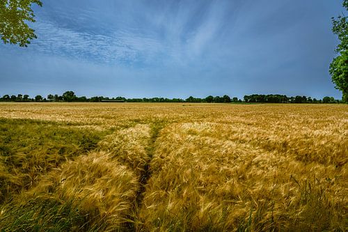 Beek - Montferland - Graanveld