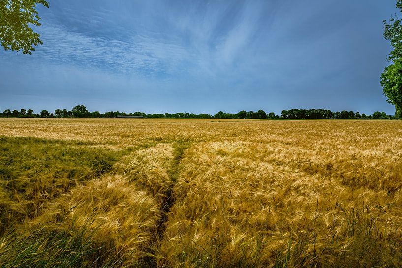 Beek - Montferland - Grainfield von Frank Smit Fotografie
