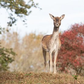 Deer at the AWD by Ilse Cardoen