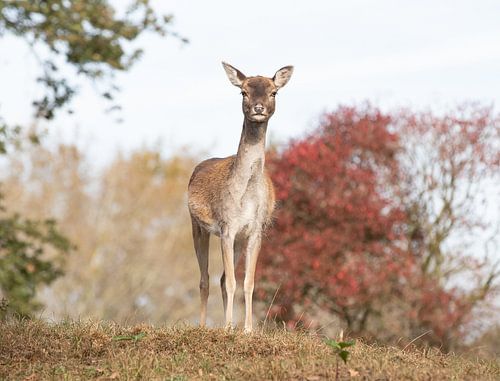 Deer at the AWD by Ilse Cardoen