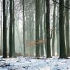 Bos in de winter van Michel van Kooten