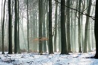 Bos in de winter van Michel van Kooten thumbnail