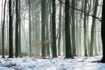 Bos in de winter van Michel van Kooten