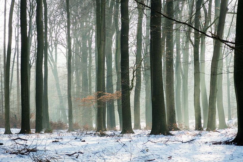 Wald im Winter von Michel van Kooten