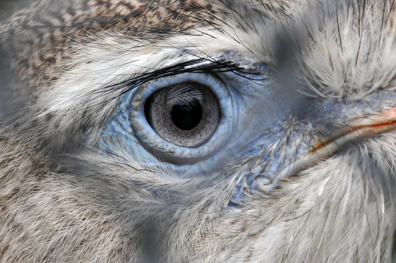 Eye to eye by Zsjak Wagenaar