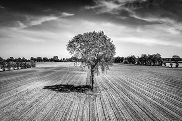 Tree in the country photographed with a drone by Pierre Verhoeven