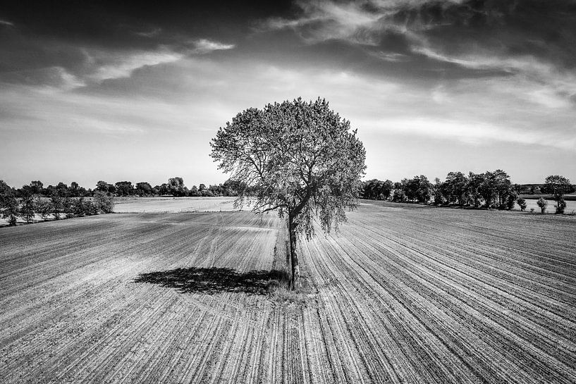 Baum auf dem Land mit einer Drohne fotografiert von Pierre Verhoeven