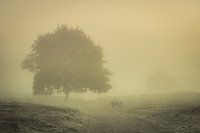 Schapen in de mist