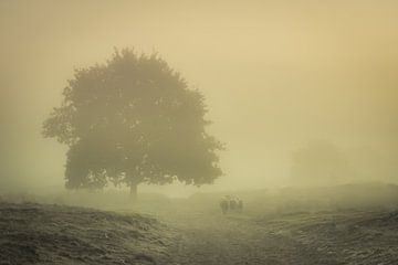 Schapen in de mist van Martzen Fotografie