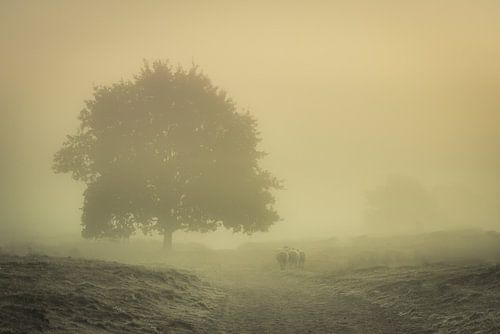 Schapen in de mist