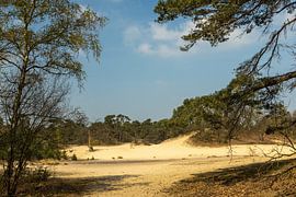 Drunen dunes near Giersbergen 1