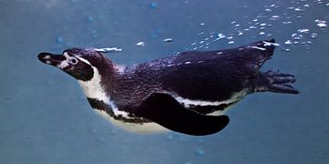 Slender and fast penguin in the frame of air bubbles quickly swims in the blue water. blue backgroun by Michael Semenov