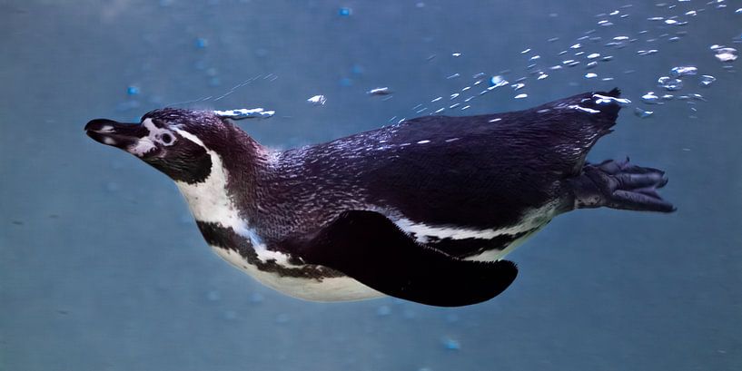 Slender and fast penguin in the frame of air bubbles quickly swims in the blue water. blue backgroun by Michael Semenov