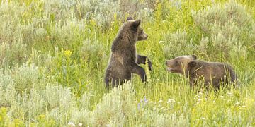 spelende kleine grizzly beertjes van Kris Hermans