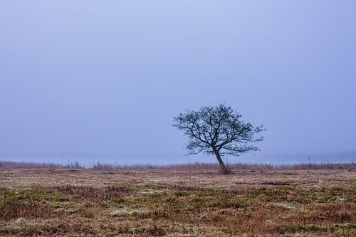 Karakteristieke boom aan de waterkant