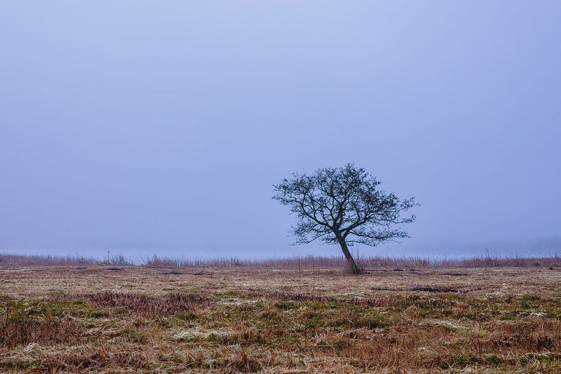 Karakteristieke boom aan de waterkant van Wilko Visscher