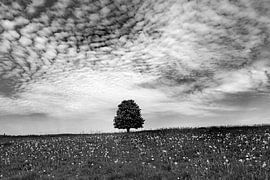 Lonely tree in the Vogelsberg by Flatfield
