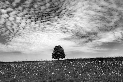 Lonely tree in the Vogelsberg