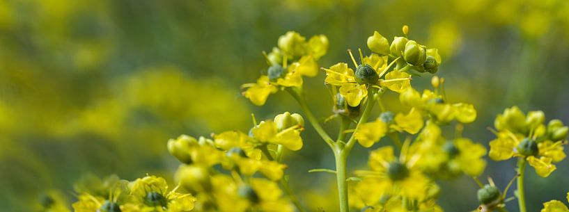 Blooming common rue or herb-of-grace (Ruta graveolens) with yellow flowers against a green blurry ba von Maren Winter