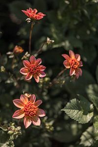 Dahlias sur Mayra Fotografie