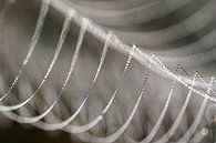 Detail van een bedauwde spinnenweb. van Astrid Brouwers thumbnail