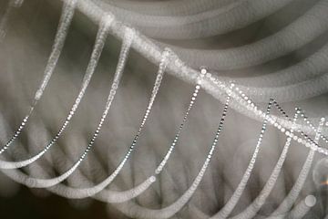 Detail van een bedauwde spinnenweb. van Astrid Brouwers