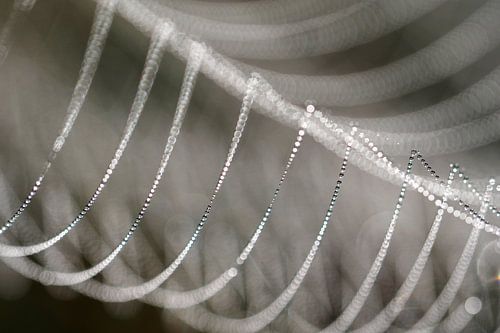 Detail van een bedauwde spinnenweb.