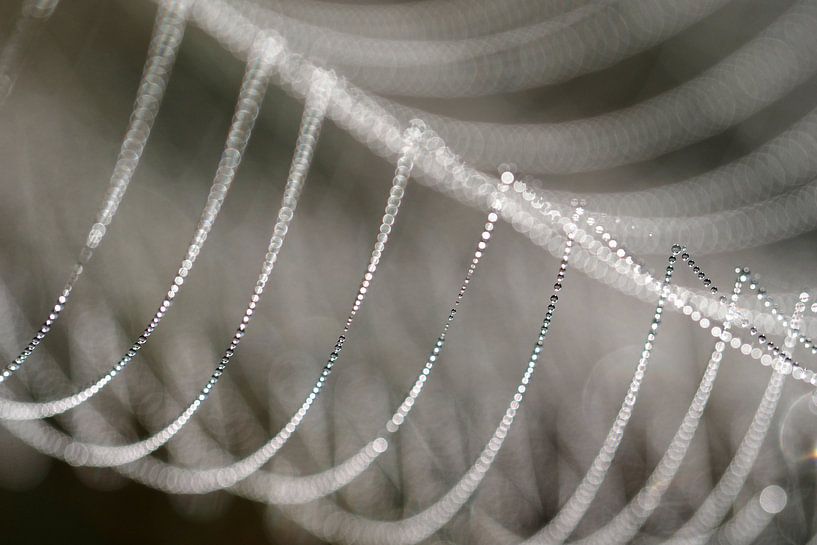 Detail eines taufrischen Spinnennetzes. von Astrid Brouwers