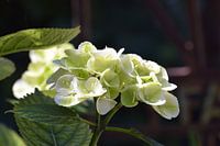 Eine jungfräuliche Hortensie
