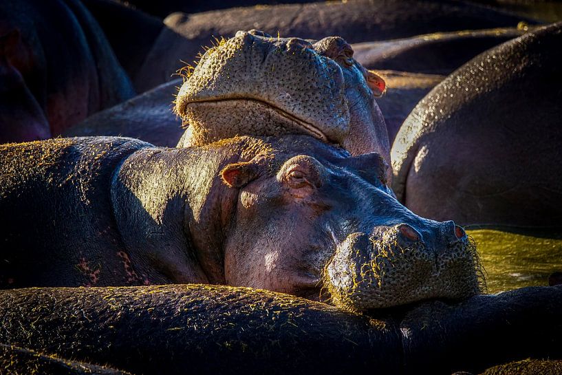 Nilpferde umarmen von Erwin Floor