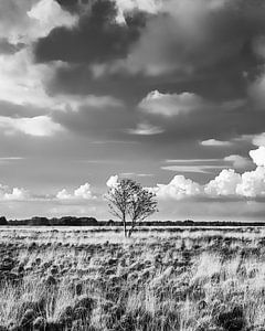Das Dwingelderveld in Schwarz-weiß