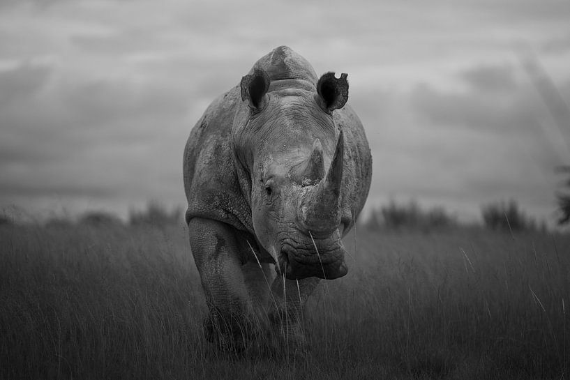 Rhinoceros black and white by Floris Siegers
