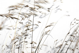 Tiges délicates – Poésie minimaliste dans les détails de la photographie sur Nordlicht Atelier