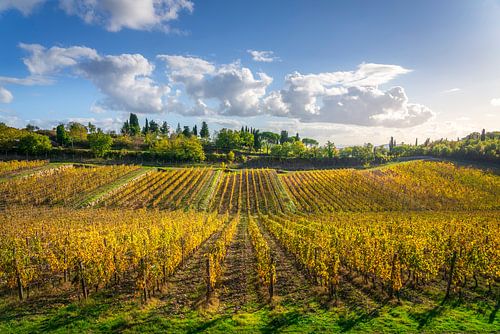 Chianti-wijngaarden bij zonsondergang. Toscane, Italië