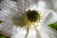 Weiße Anemonenblüte von Nicole Miniaturansicht