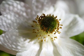 White Anemone flower by Nicole