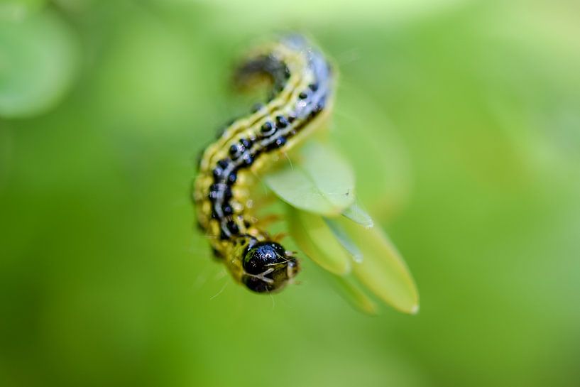 Groene buxusrups close-up van Kim de Been