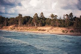 The Rugged Baltic Coastline – Where the Forest Meets the Sea by Milene van Arendonk