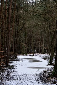 A forest path with ice