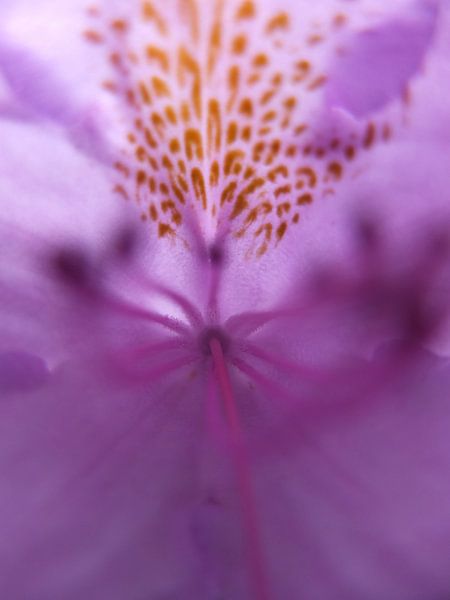 Flora 1 by verostatic