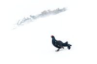 Black cock in the courtship display