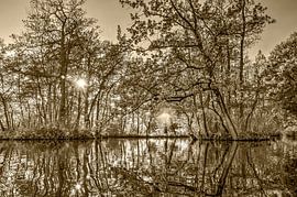 Autumn in Woerden - sepia by Frans Blok - photos, art and other wall decoration