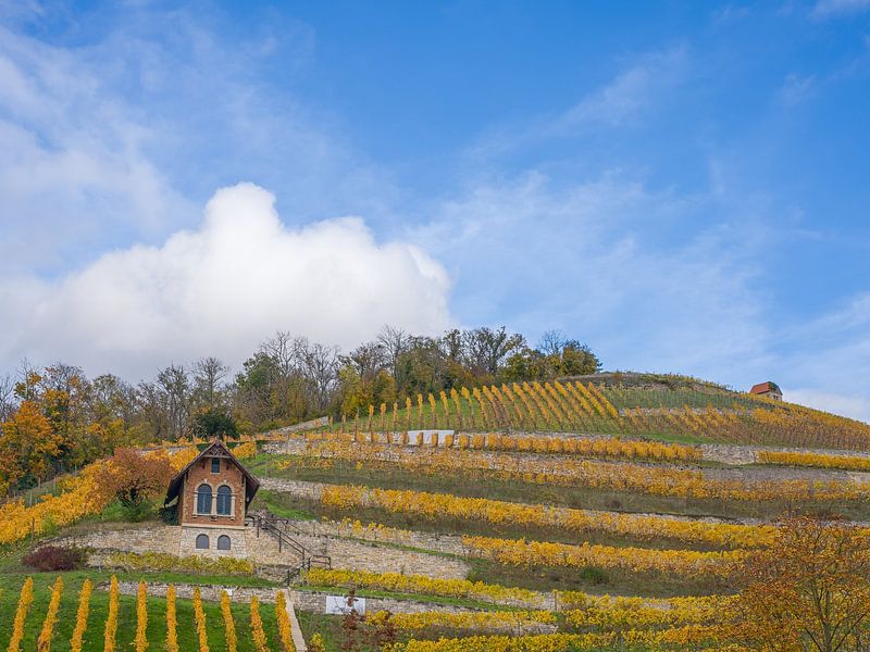 Weinberg bei Freyburg (Unstrut) von t.ART