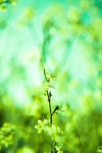 Fleur de printemps sur Lima Fotografie