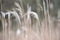 Beautiful grass stalks with light colours