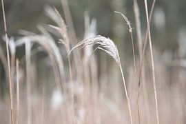 Beautiful grass stalks with light colours by AldaBB fotografie